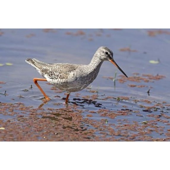 Bird, Redshank, Ranthambhor National Park, India Poster Print by Jagdeep Rajput (26 x 18)