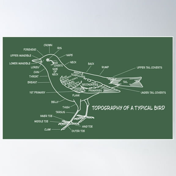 Bird Watcher Ornithology Birds Study Anatomy Diagram Blueprint Poster Wall Art, Modern Wall Decor For Living Room Bedroom, 8x12 UNFRAMED