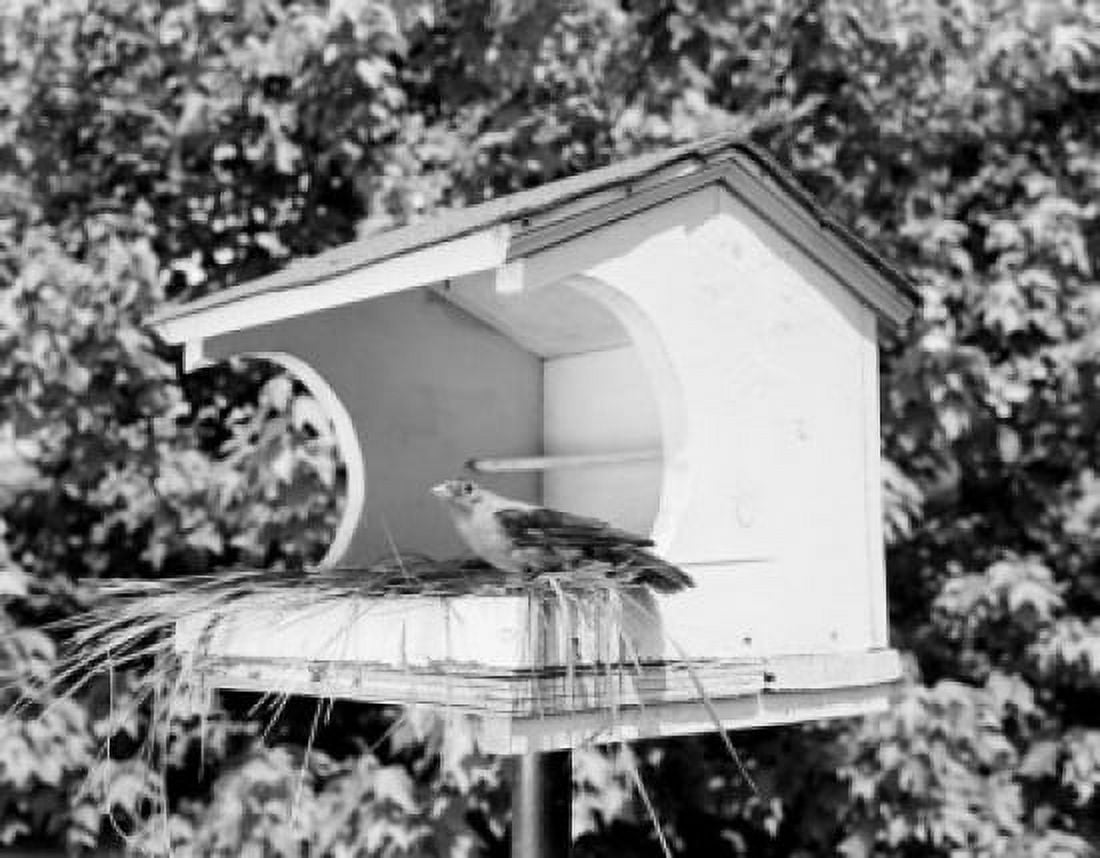 Bird in birdhouse Canvas Art - (24 x 36)