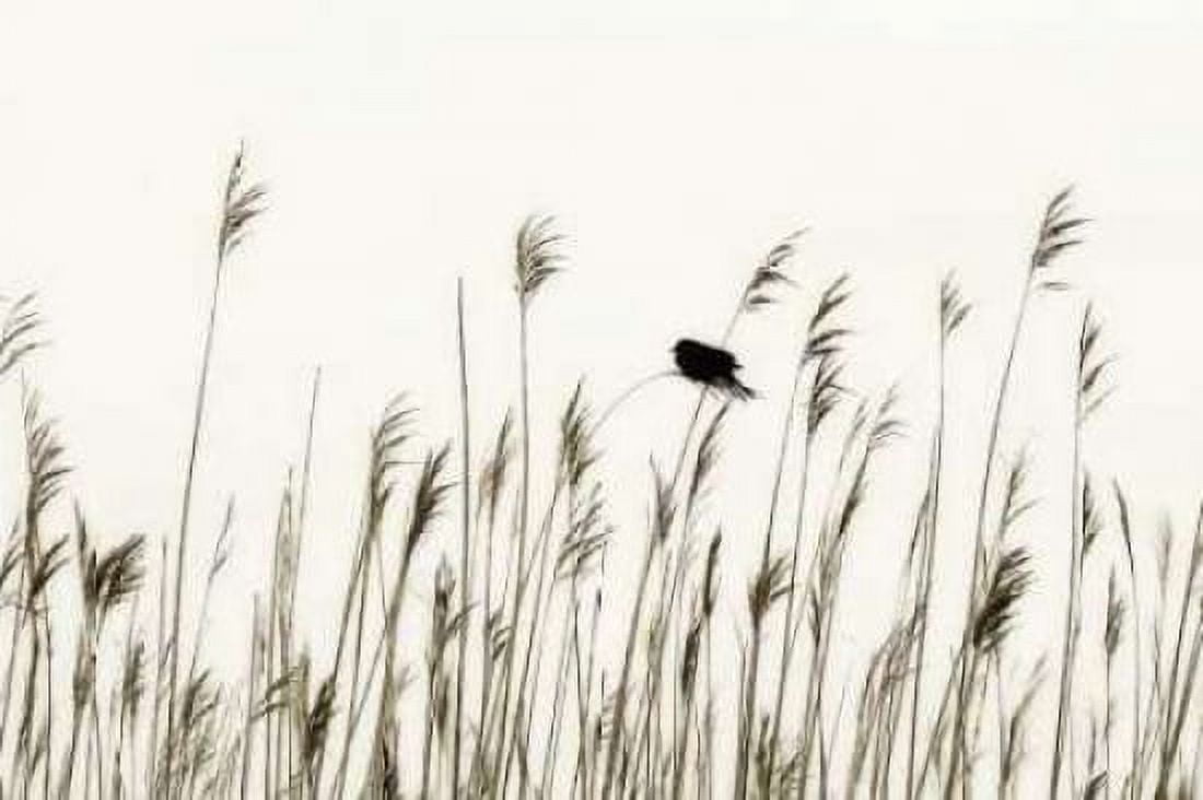 Bird in the Grass I Canvas Art - Alan Hausenflock (12 x 18)