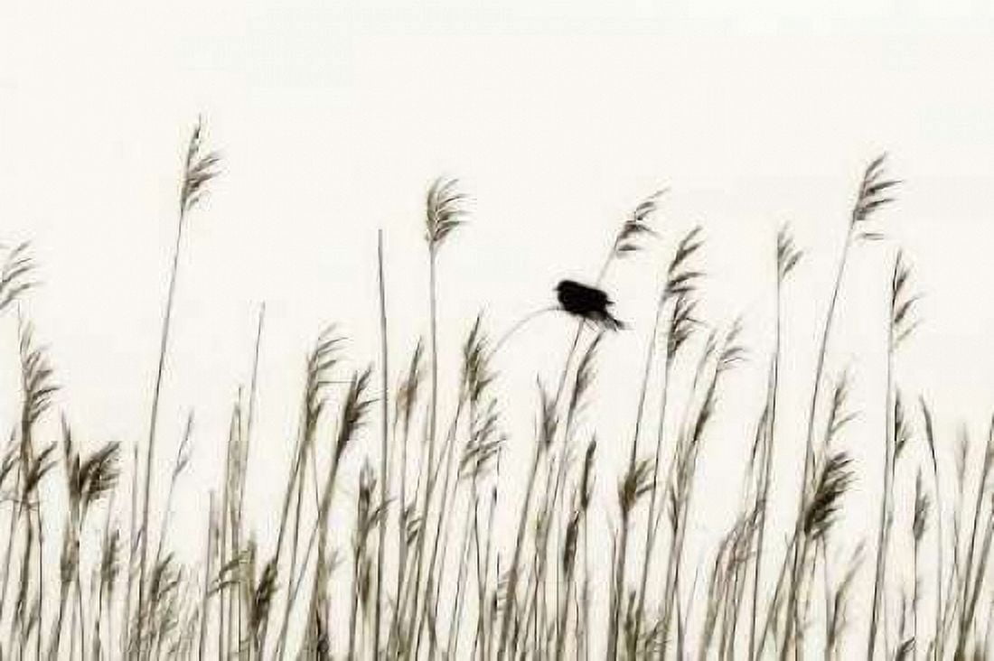 Bird in the Grass I Canvas Art - Alan Hausenflock (24 x 36)