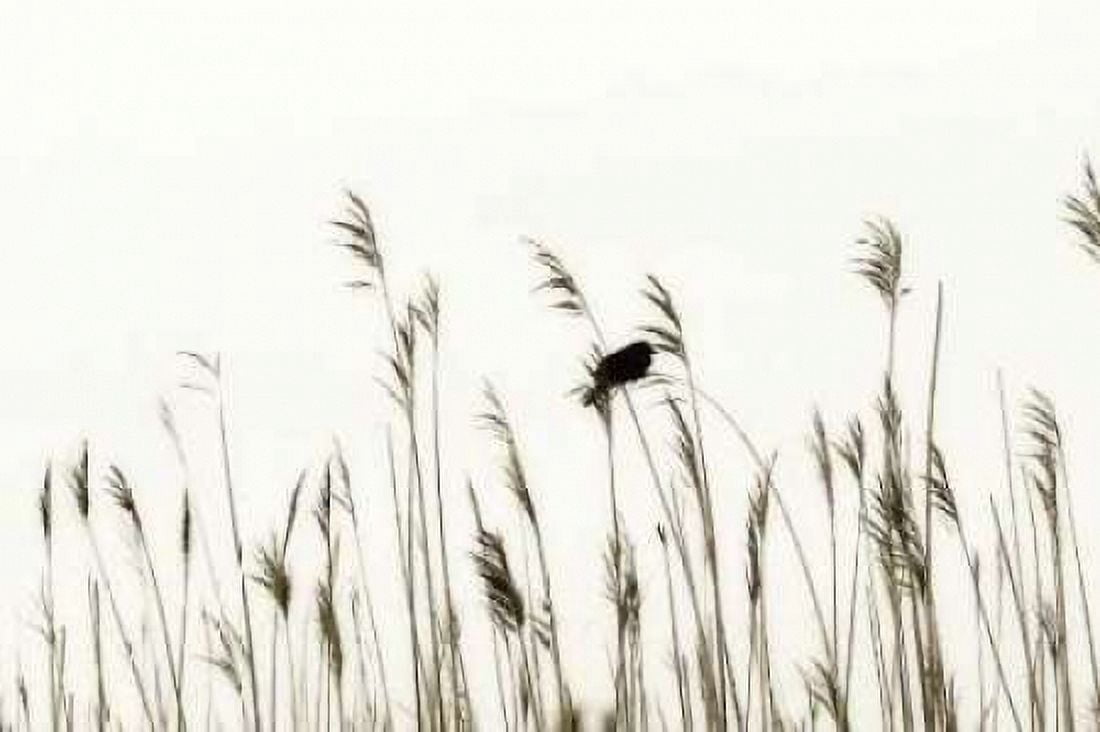 Bird in the Grass II Canvas Art - Alan Hausenflock (24 x 36)