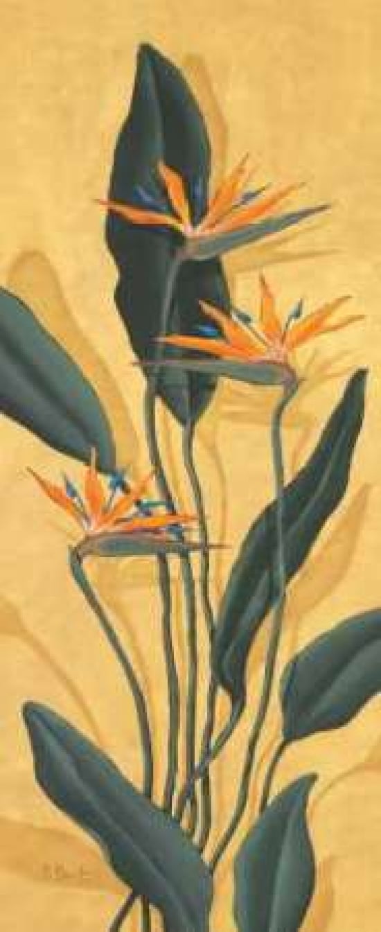 Bird of Paradise Canvas Art - Paul Brent (24 x 48)