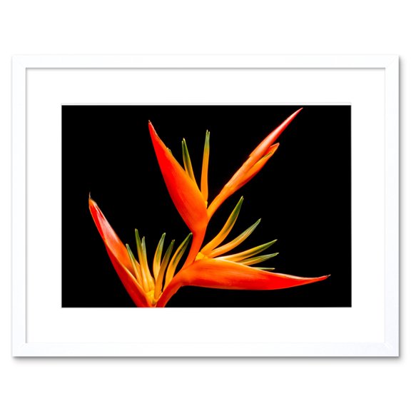 Bird of Paradise Flower Framed Wall Art Print