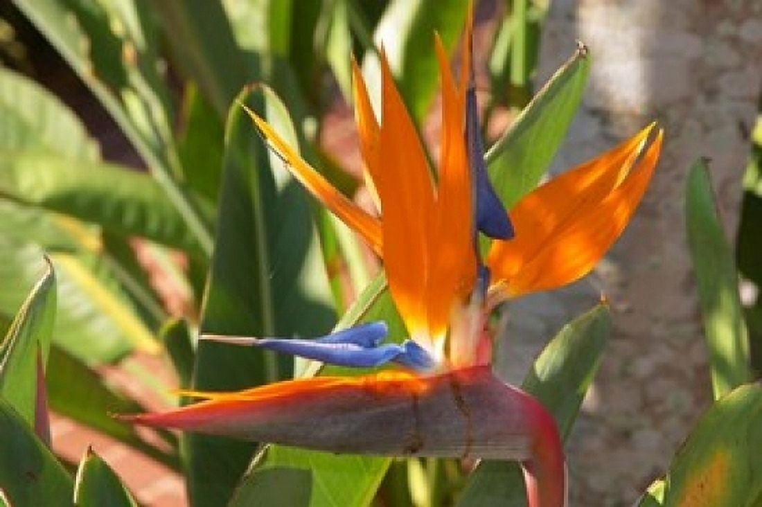 Bird-of-Paradise Flower Sunshine Coast Queensland Australia Canvas Art - David Wall DanitaDelimont (36 x 24)