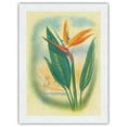 thumbnail image 1 of Bird of Paradise - Hawai’i - Vintage Hawaiian Airbrush Art by Ted Mundorff c.1940s - Japanese Unryu Rice Paper Art Print (Unframed) 18 x 24 in, 1 of 4