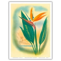 Bird of Paradise - Hawai’i - Vintage Hawaiian Airbrush Art by Ted Mundorff c.1940s - Master Art Print (Unframed) 9in x 12in