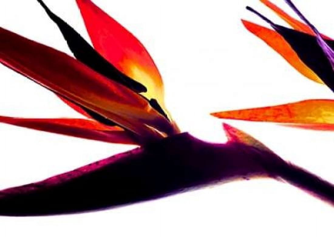 Bird of Paradise I Canvas Art - Monika Burkhart (20 x 28)