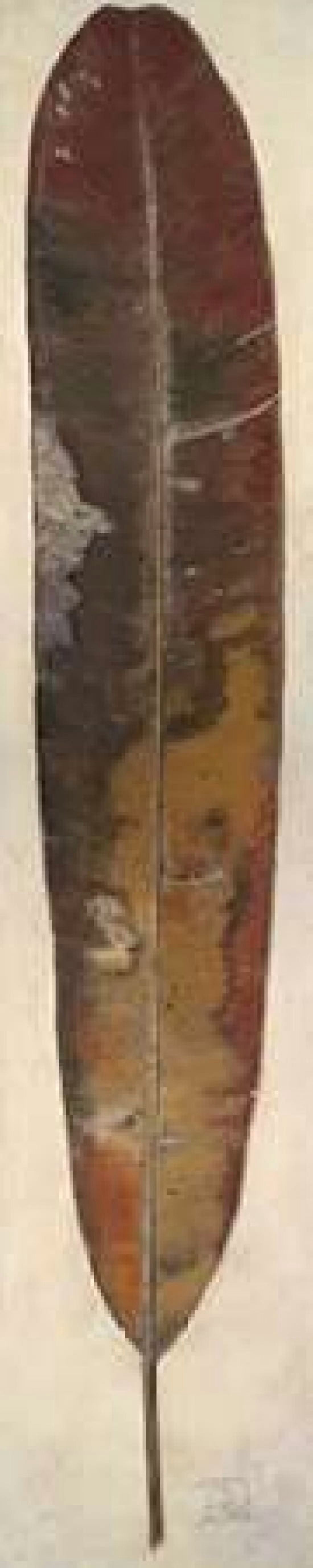 Bird of Paradise I Canvas Art - Patricia Pinto (12 x 36)