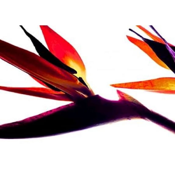 Bird of Paradise I Poster Print by Monika Burkhart (20 x 28)