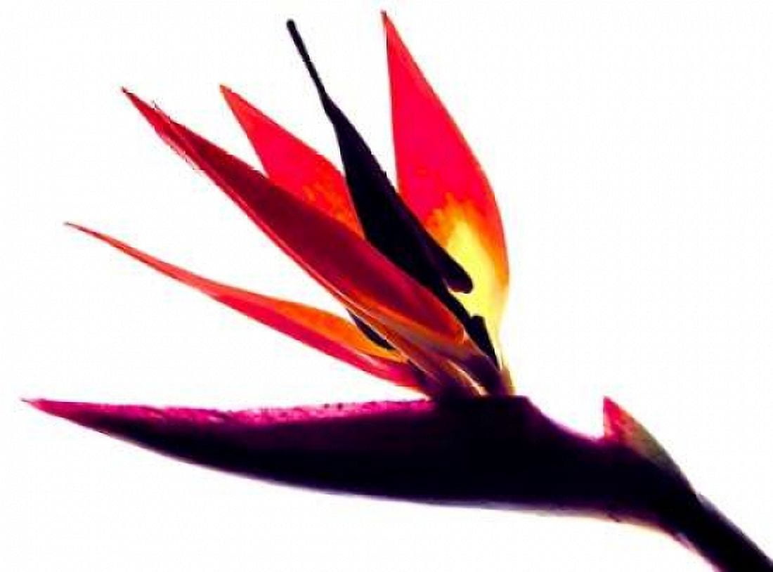 Bird of Paradise II Canvas Art - Monika Burkhart (18 x 24)