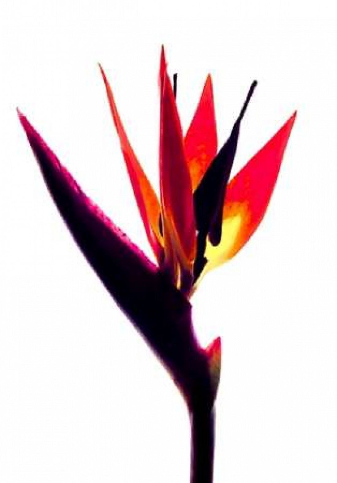 Bird of Paradise III Canvas Art - Monika Burkhart (20 x 28)