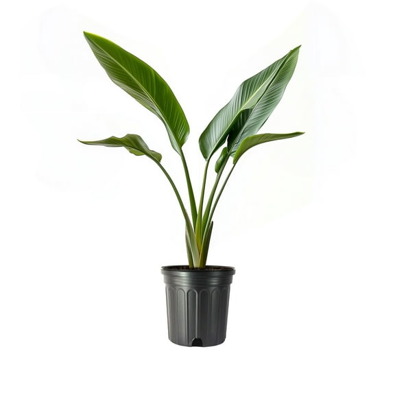 Orange Bird of Paradise | 1 Large Gallon Size Pot | Strelitzia Reginae | Exotic Tropical Plants for Home and Garden | Lush Foliage Accent