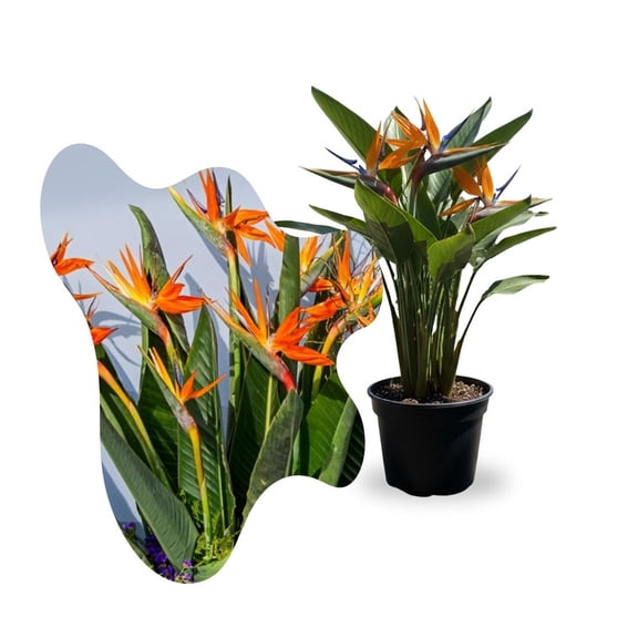 Bird of Paradise Orange Flower Live Plant, Vibrant Bird of Paradise 4 Inches Starter Tree
