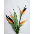 thumbnail image 1 of Bird of Paradise Stem Leaves and Flowers Tropical Plant Botanical Extra Large XL Wall Art Poster Print, 1 of 3