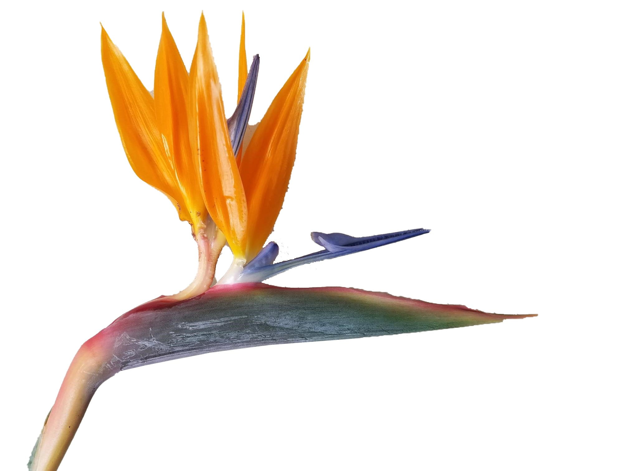 Bird-of-Paradise-Strelitzia- Bird-of-Paradise-Strelitzia-
