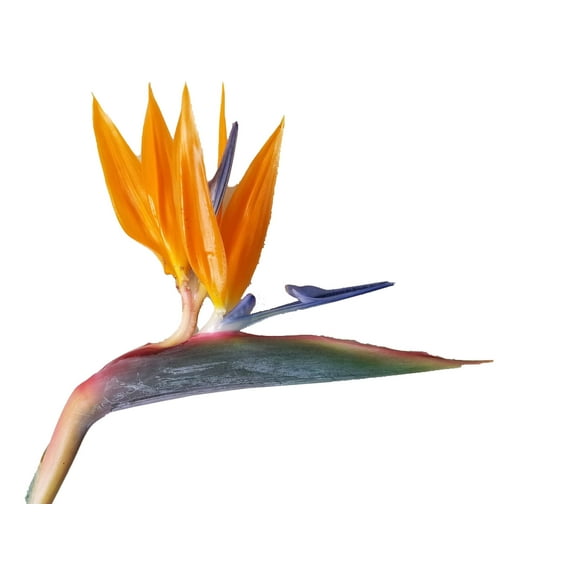 Bird of Paradise Strelitzia Reginae Orange Flower, Tropical Plant, Starter Plant