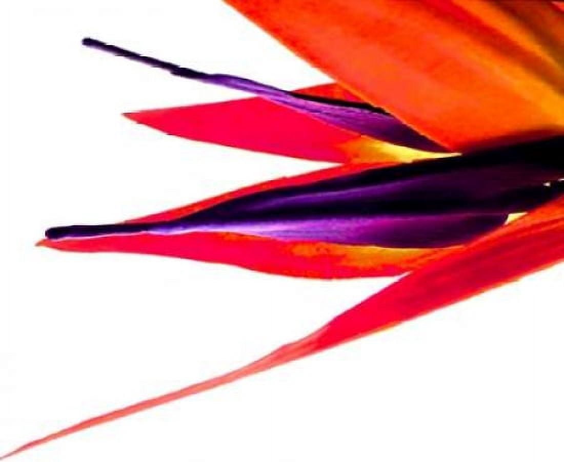Bird of Paradise V Canvas Art - Monika Burkhart (20 x 24)