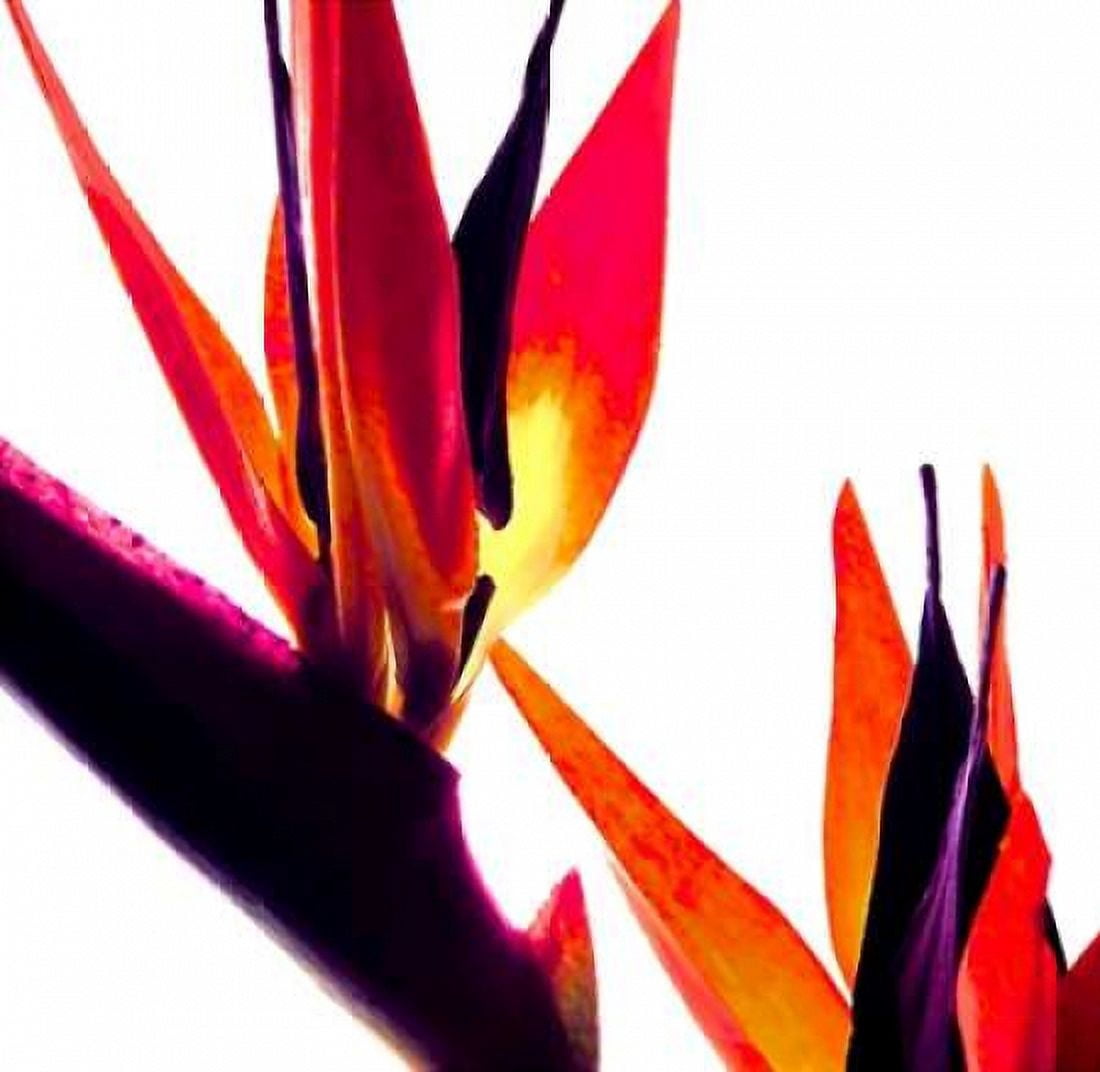 Bird of Paradise VI Canvas Art - Monika Burkhart (24 x 24)