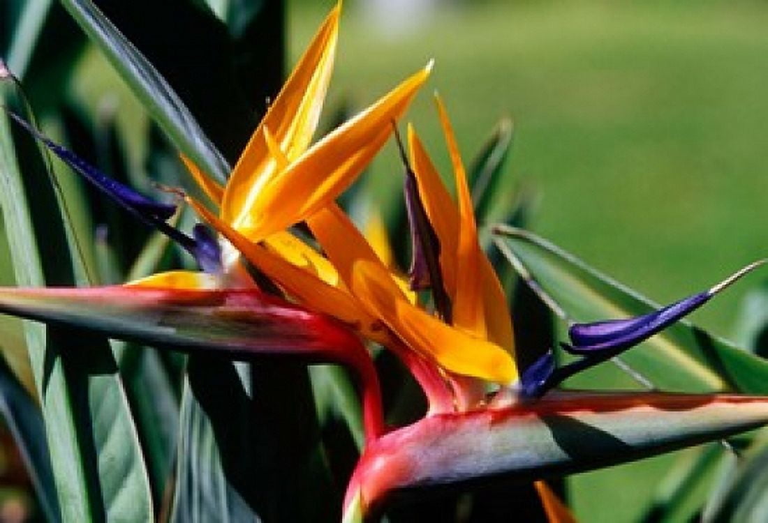 Bird of Paradise in Bermuda Botanical Gardens Caribbean Canvas Art - Greg Johnston DanitaDelimont (35 x 24)