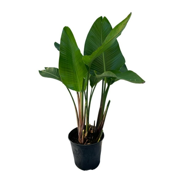 Bird of paradise white 3-4 feet tall Live Plant Tropical Houseplant