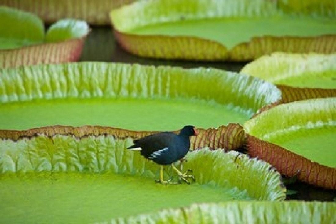 Bird on a water lily leaf Mauritius Canvas Art - Stuart Westmorland DanitaDelimont (24 x 15)