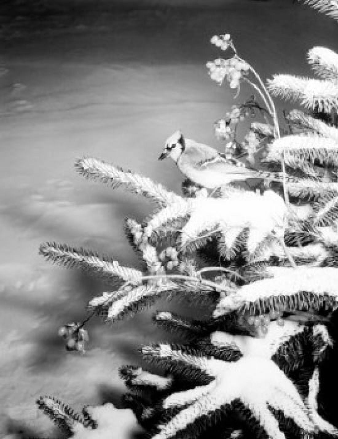 Bird perching on pine tree branch covered by snow Canvas Art - (24 x 36)