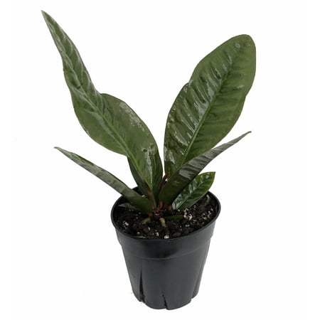 Bird's Nest Anthurium superbum - Blooming House Plant - 6" Pot