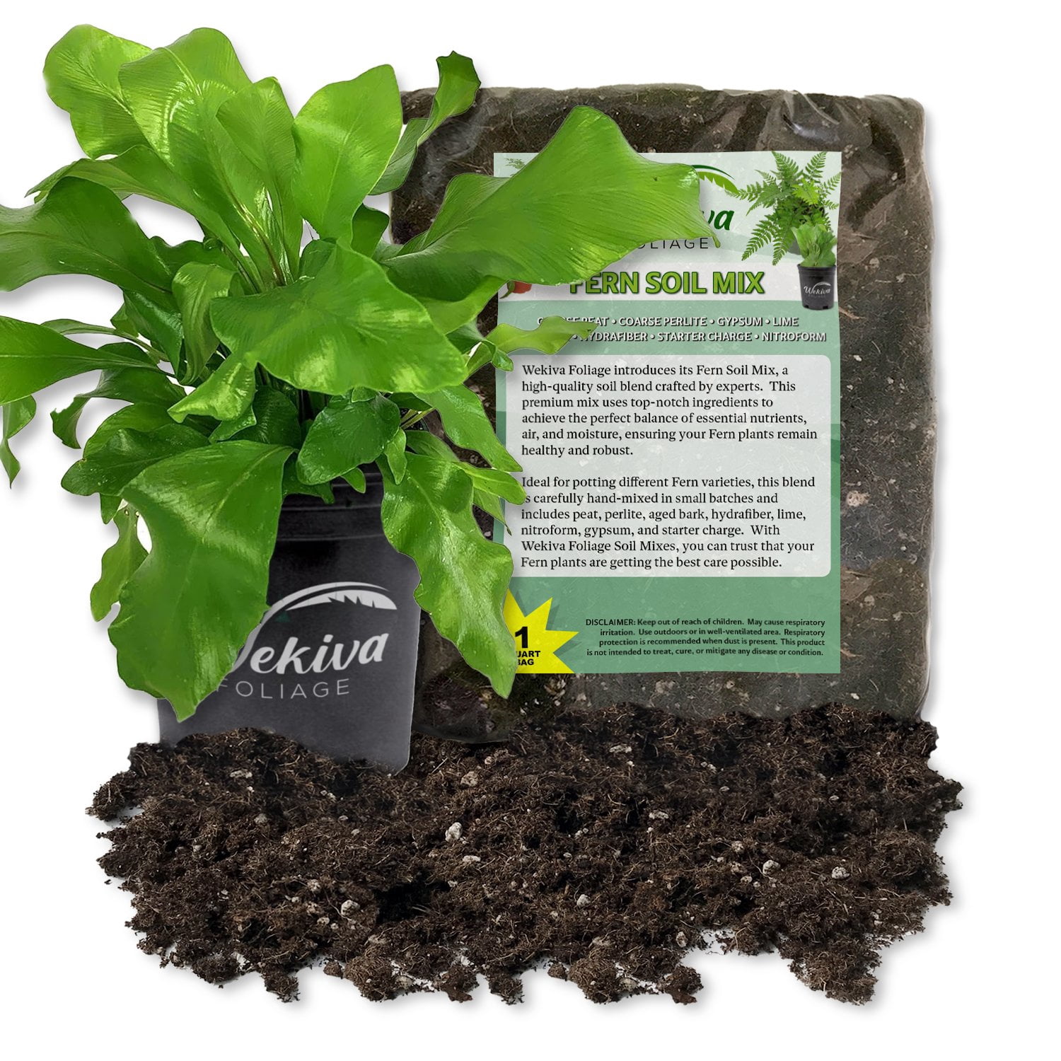 Bird's Nest Fern and Soil Mix Combo - Live Plant in a 4 Inch Pot with 1  Quart Houseplant Soil Mix - Asplenium Nidus with Custom Soil Blend -  Walmart.com