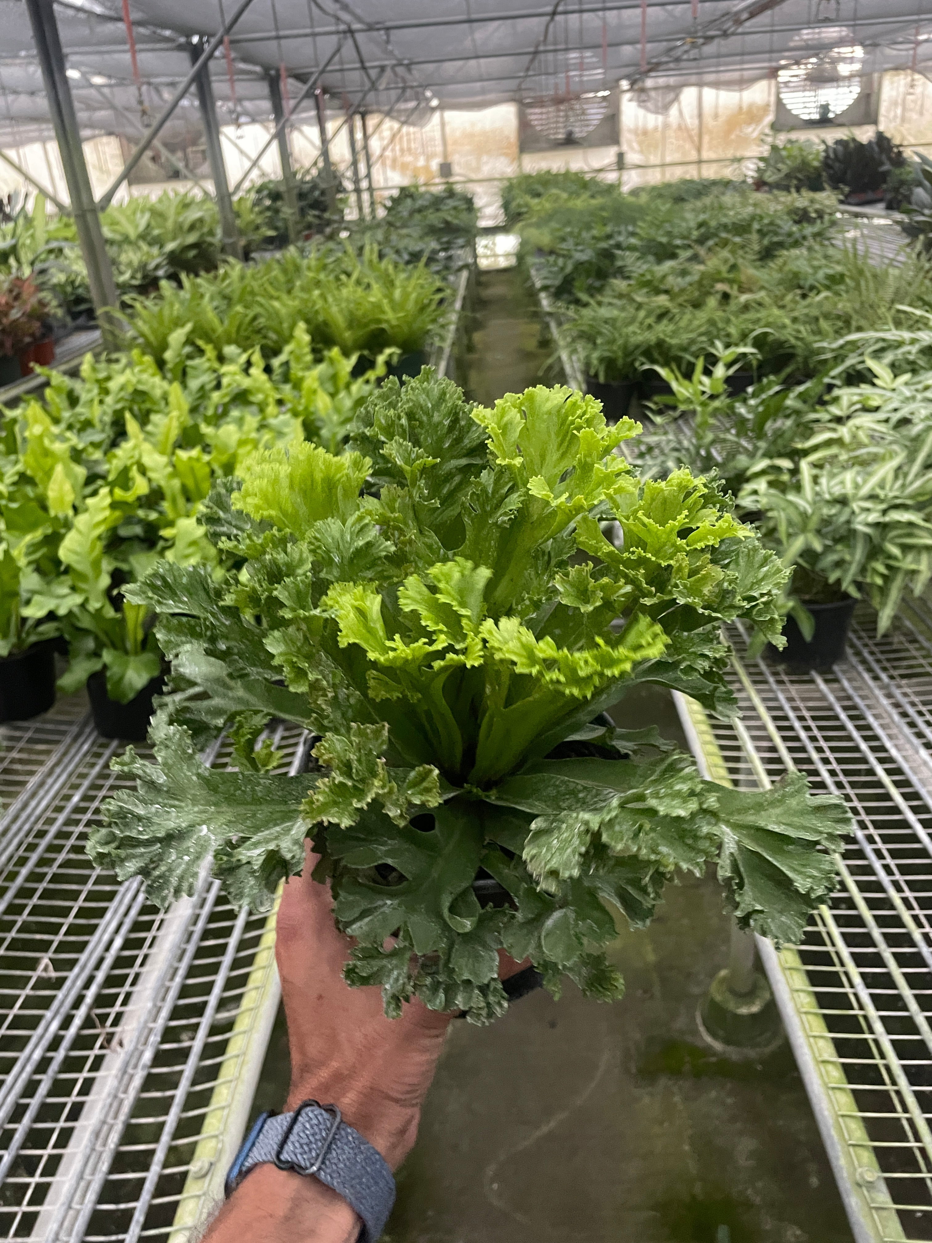 Bumble Plants Bird’s Nest Leslie Fern