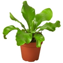 Bird's Nest Nidus Fern | Asplenium Nidus | Live Plant for Indoor | Different Houseplants in 4'' & 6'' Pot | Real House Plant for Living Room, Office, Desk & Bathroom