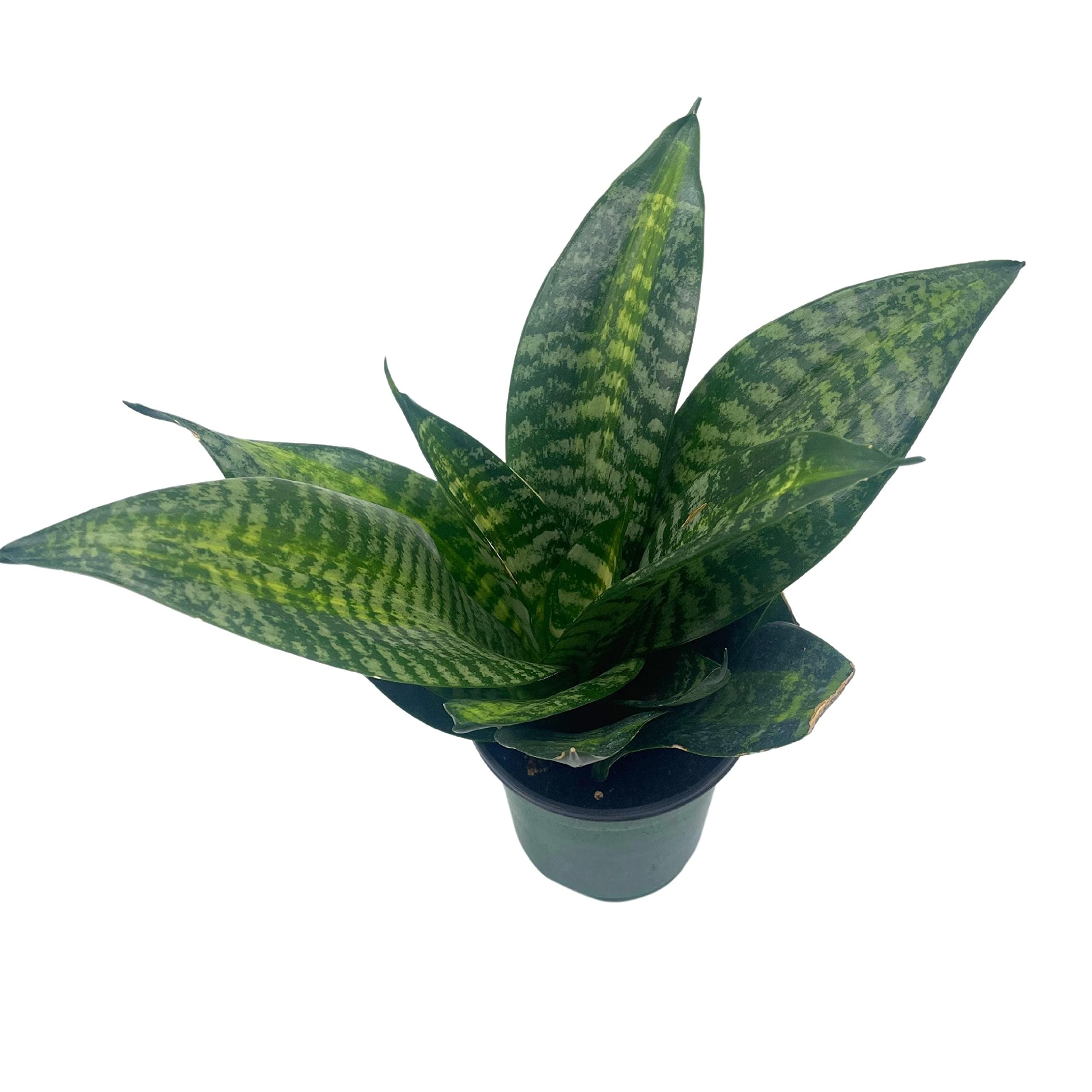 Bird's Nest Snake Plant, 4 inch Green Striped Snakeplant, Sansevieria  trifasciata, Black Robusta, Rosette Shaped Well Rooted - Walmart.com
