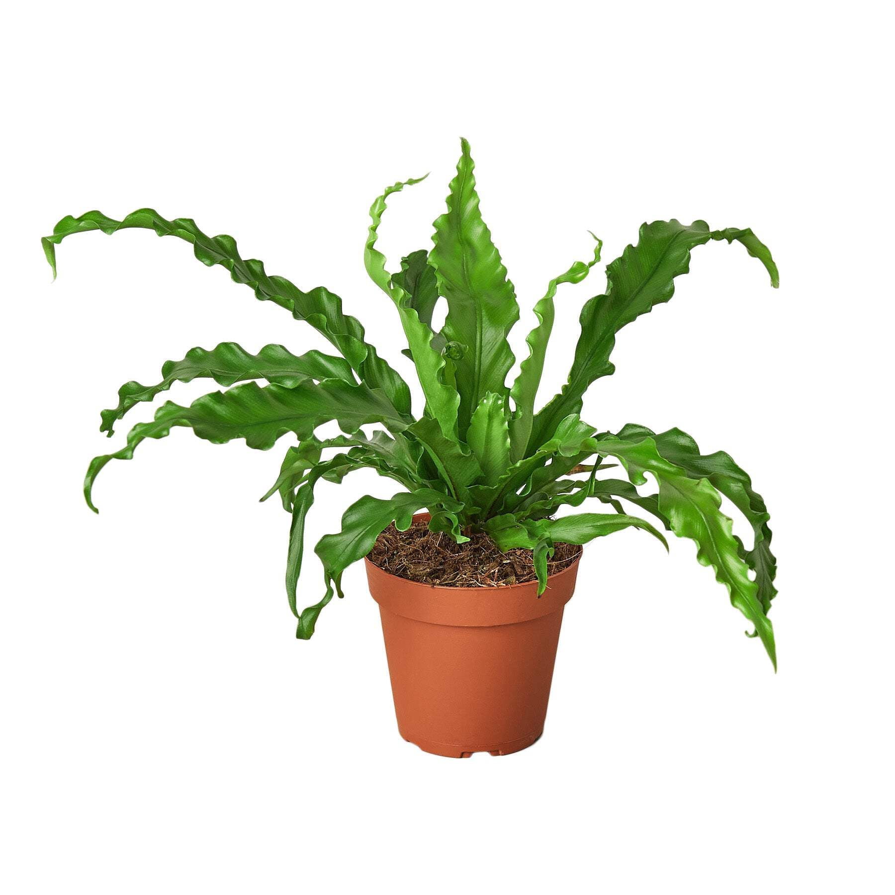 Bird‚Äôs Nest 'Victoria' Fern, 4" Pot, Indoor Houseplant, Easy Care, Live Plant for Indoor & Outdoor
