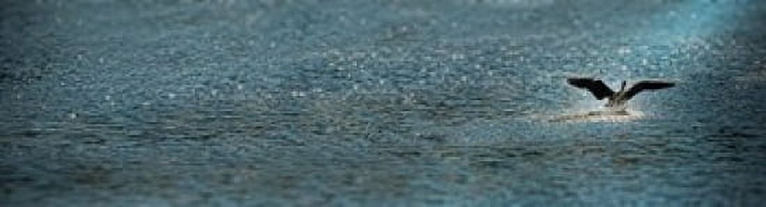 Bird taking off over water Canvas Art - Panoramic Images (21 x 6)