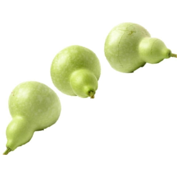 Birdhouse Bottle Gourd Seeds/ Annual/ Full Sun/ 800 Seeds 1/4lb/ Zellajake Farm and Garden - B110