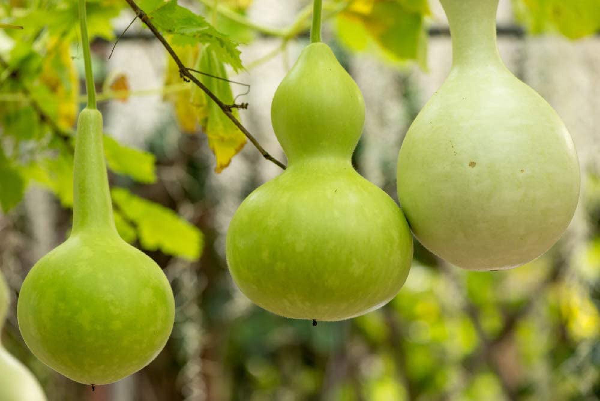 Birdhouse Gourd Seeds 10+ Seeds Used as Canteen in Antiquity