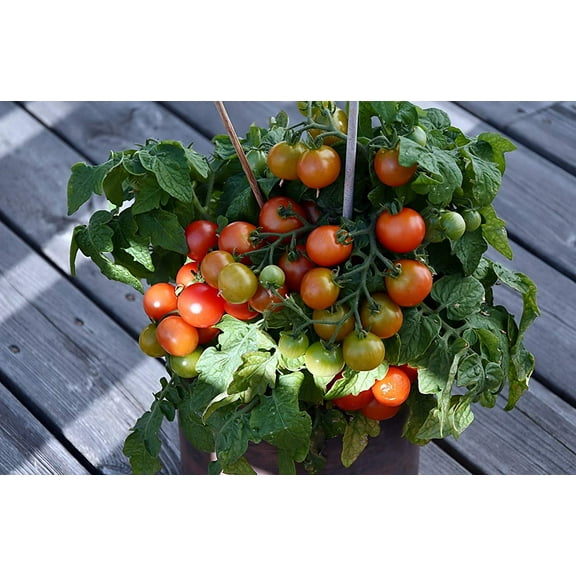 Birdie Rouge Red Micro Dwarf Patio Cherry Tomato Premium Seeds Packet