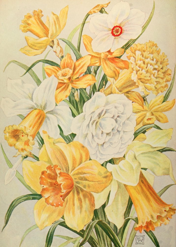 Birds & All Nature 1900 Daffodils Canvas Art - Unknown (24 x 36)