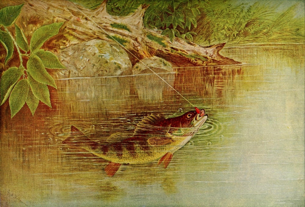 Birds & All Nature 1900 Fish Canvas Art - Unknown (18 x 24)