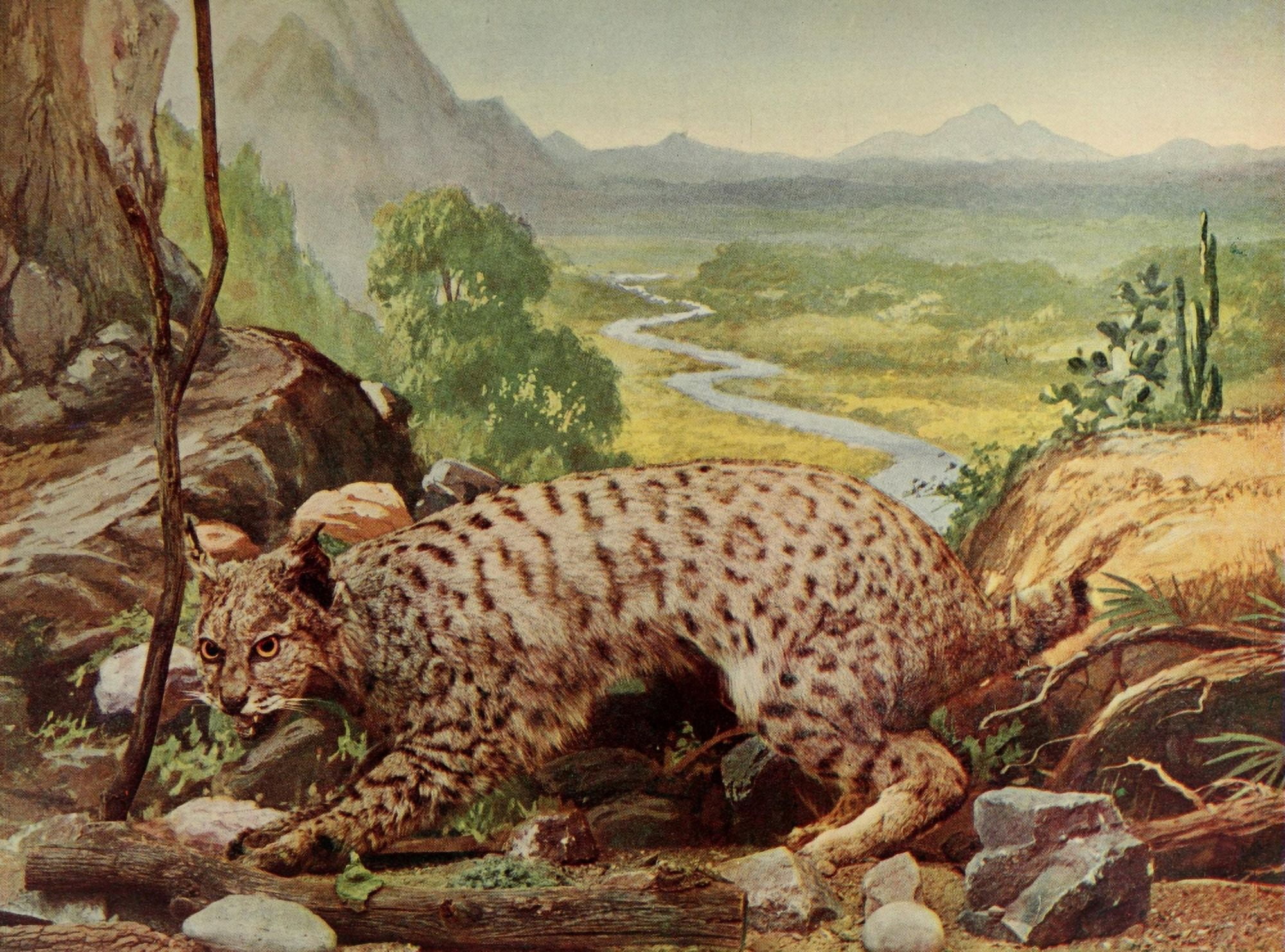 Birds & All Nature 1900 Wild Cat Canvas Art - Unknown (18 x 24)