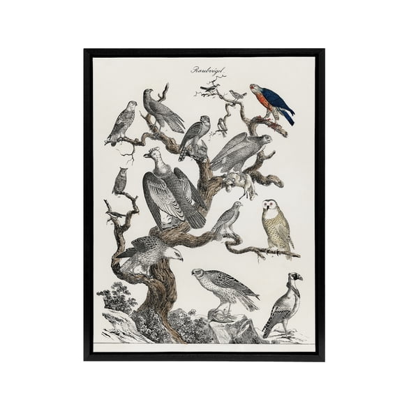 Birds Eagle Hawk Owl on Tree Vintage Nature Black Framed Canvas Wall Art 12X16"
