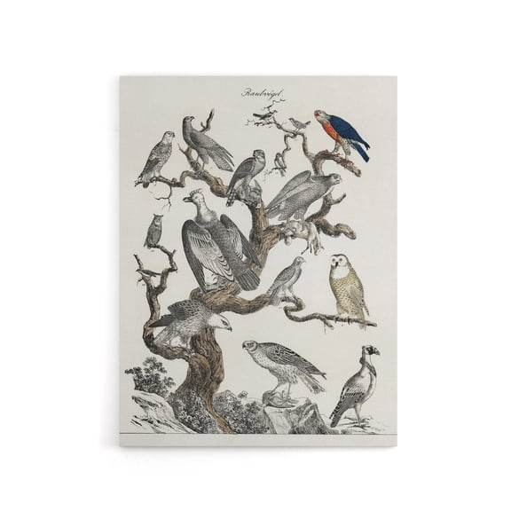 Birds Eagle Hawk Owl on Tree Vintage Nature Canvas Wall Art 12X16"