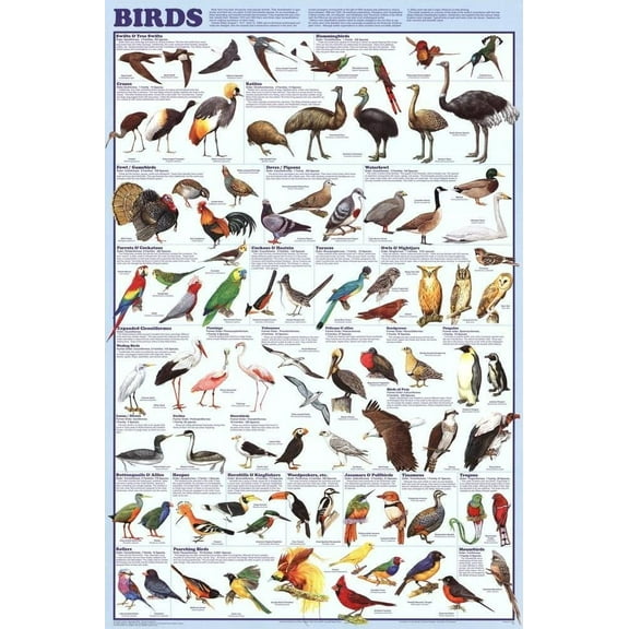 Birds Educational Science Chart Poster 24 x 36