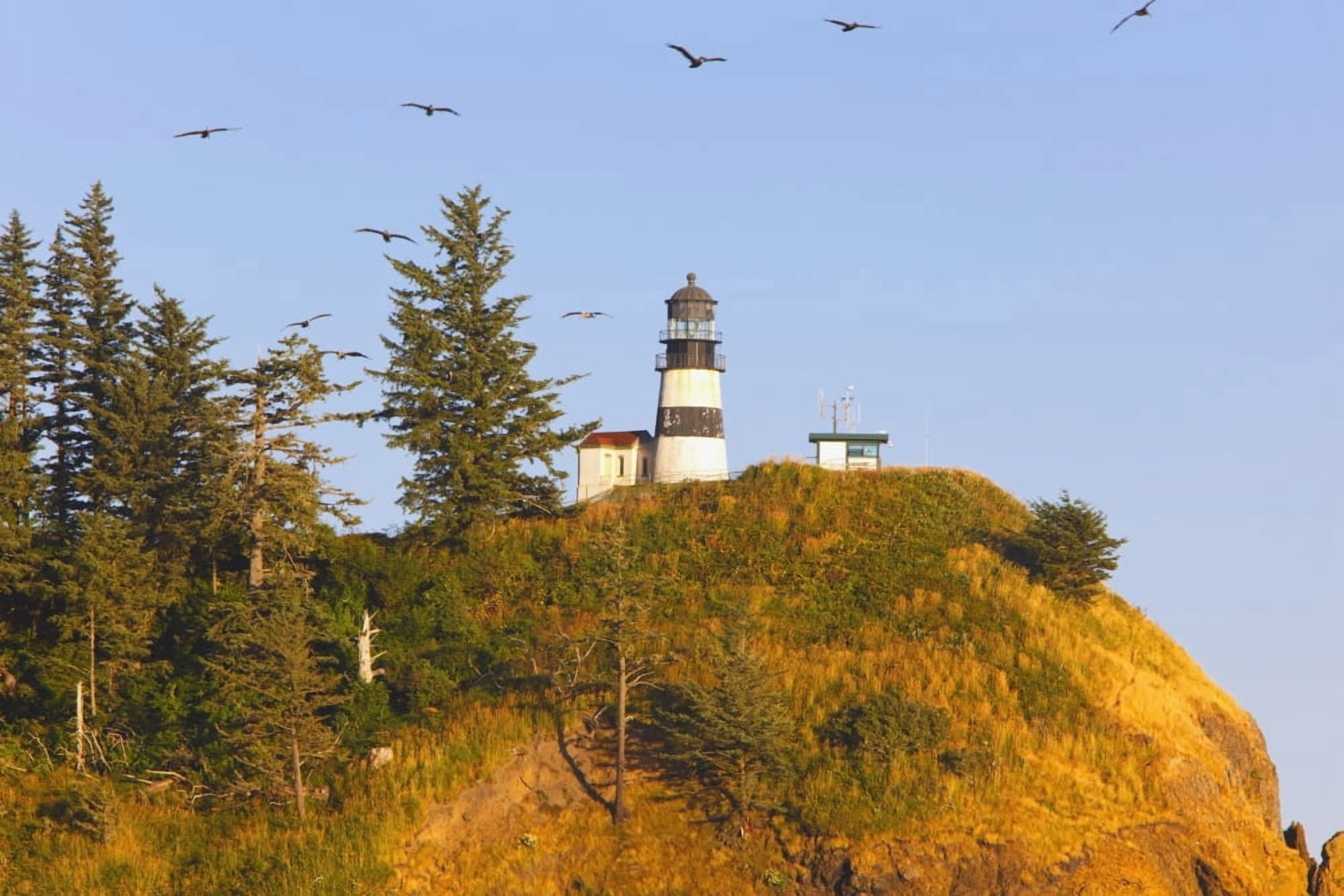Birds In Flight Over Cape Disappointment Lighthouse Ilwaco Washington United States of America Canvas Art - Craig Tuttle Design Pics (38 x 24)