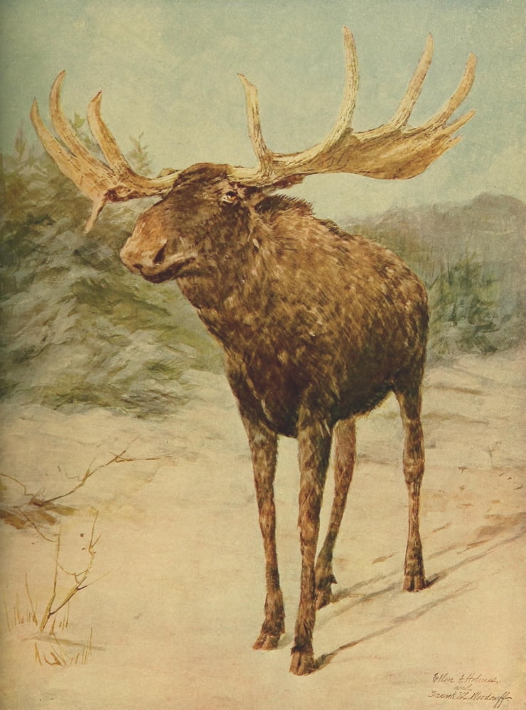 Birds & Nature 1899-1905 Alaskan Moose Canvas Art - EA Holmes (18 x 24)