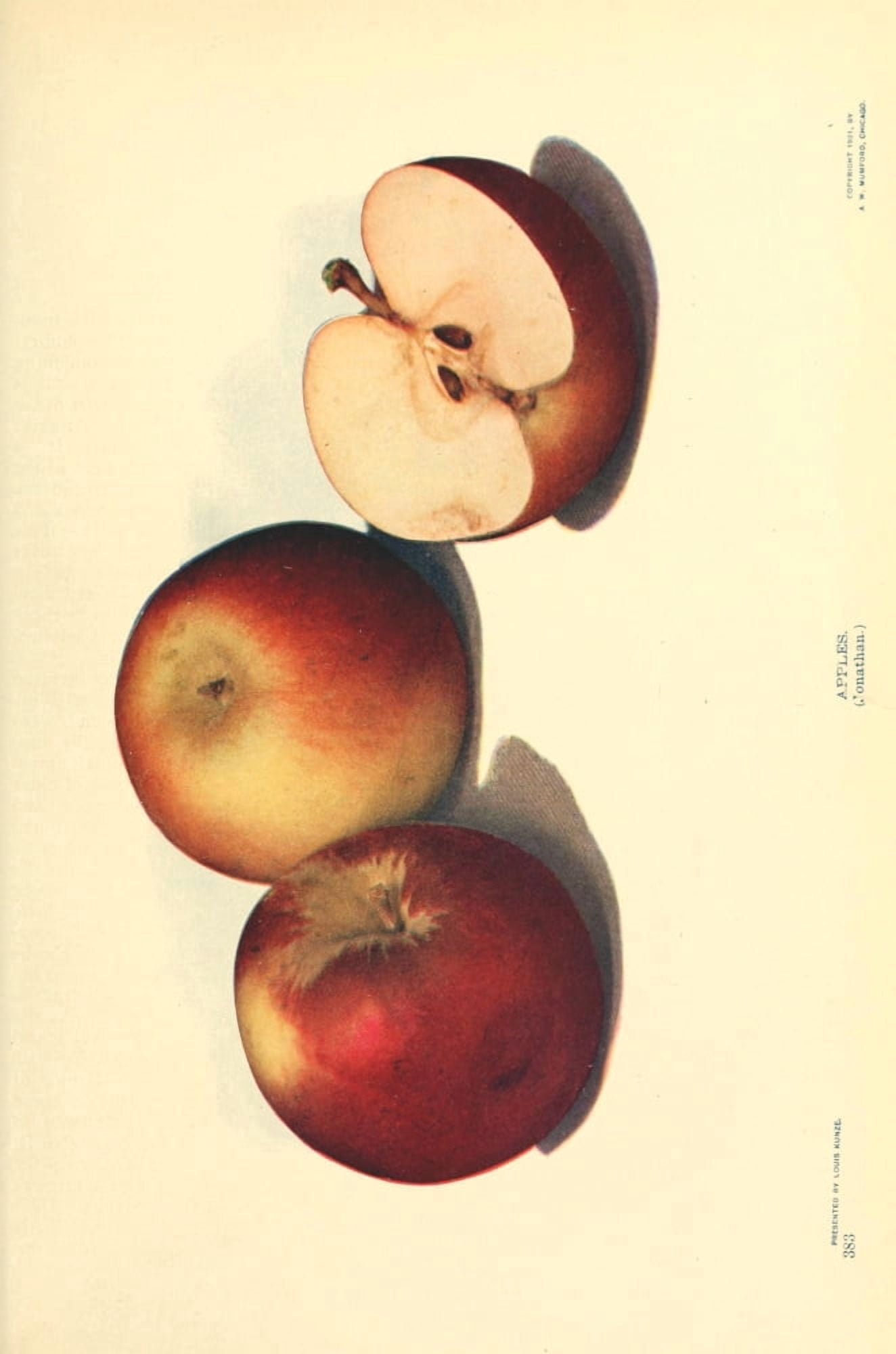 Birds & Nature 1899-1905 Apples Canvas Art - Unknown (24 x 36)