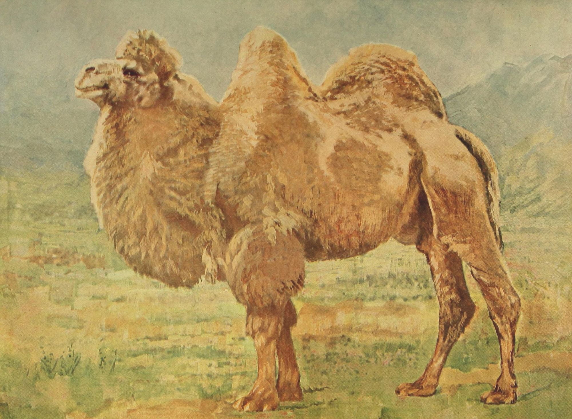Birds & Nature 1899-1905 Bactrian Camel Canvas Art - EA Holmes (18 x 24)