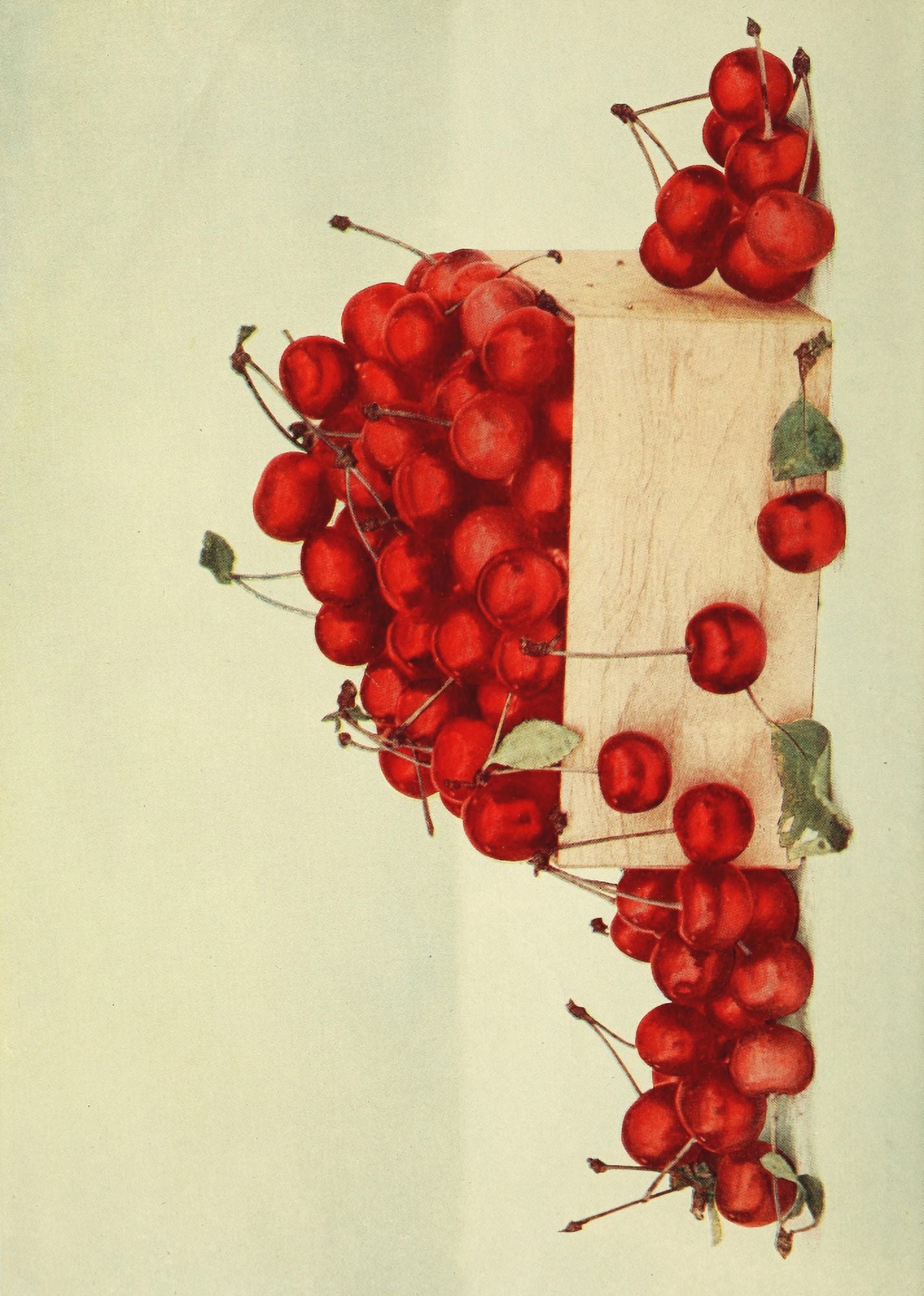 Birds & Nature 1899-1905 Cherries Canvas Art - Unknown (18 x 24)