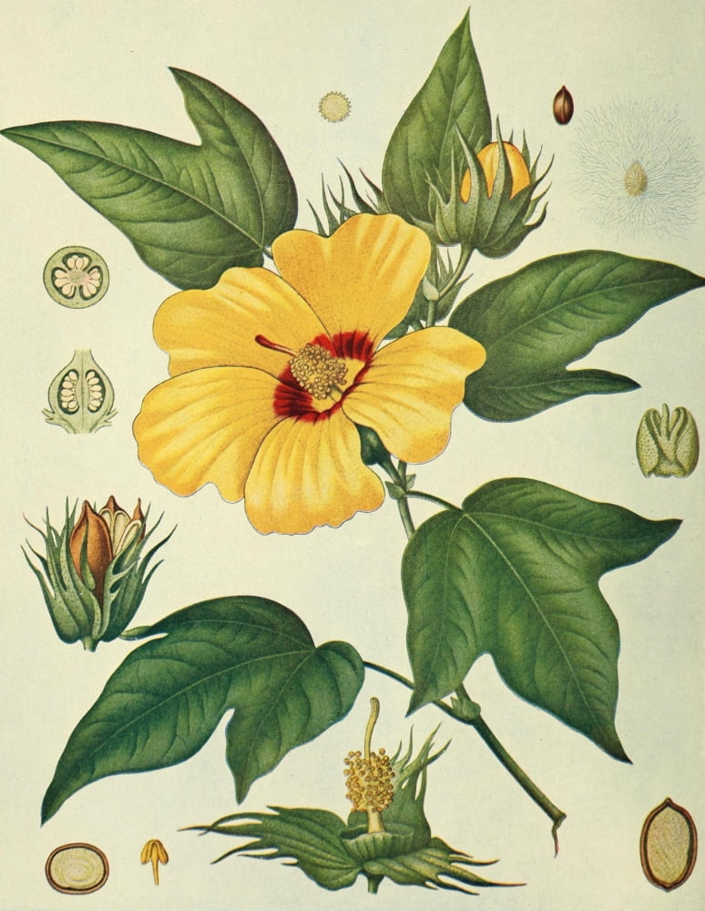Birds & Nature 1899-1905 Cotton Canvas Art - Unknown (24 x 36)