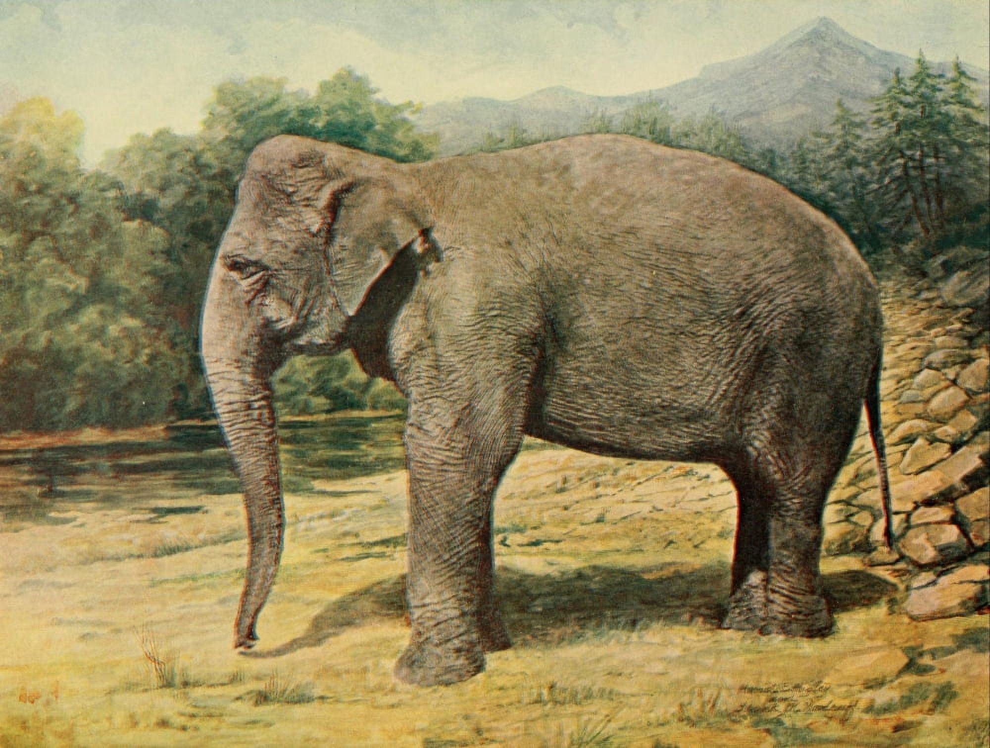 Birds & Nature 1899-1905 Elephant Canvas Art - EA Holmes (24 x 36)